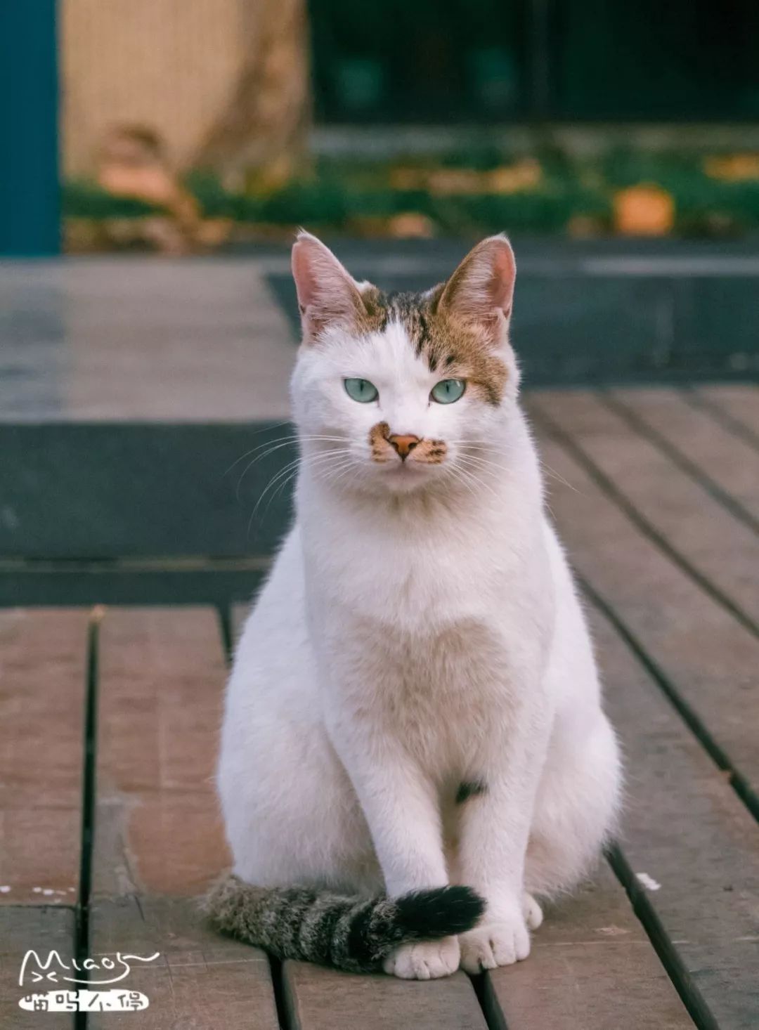 他是中国“拍猫”第一人!6年走遍全国,拍下40000多张“猫片”