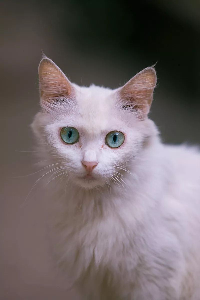 他是中国“拍猫”第一人!6年走遍全国,拍下40000多张“猫片”