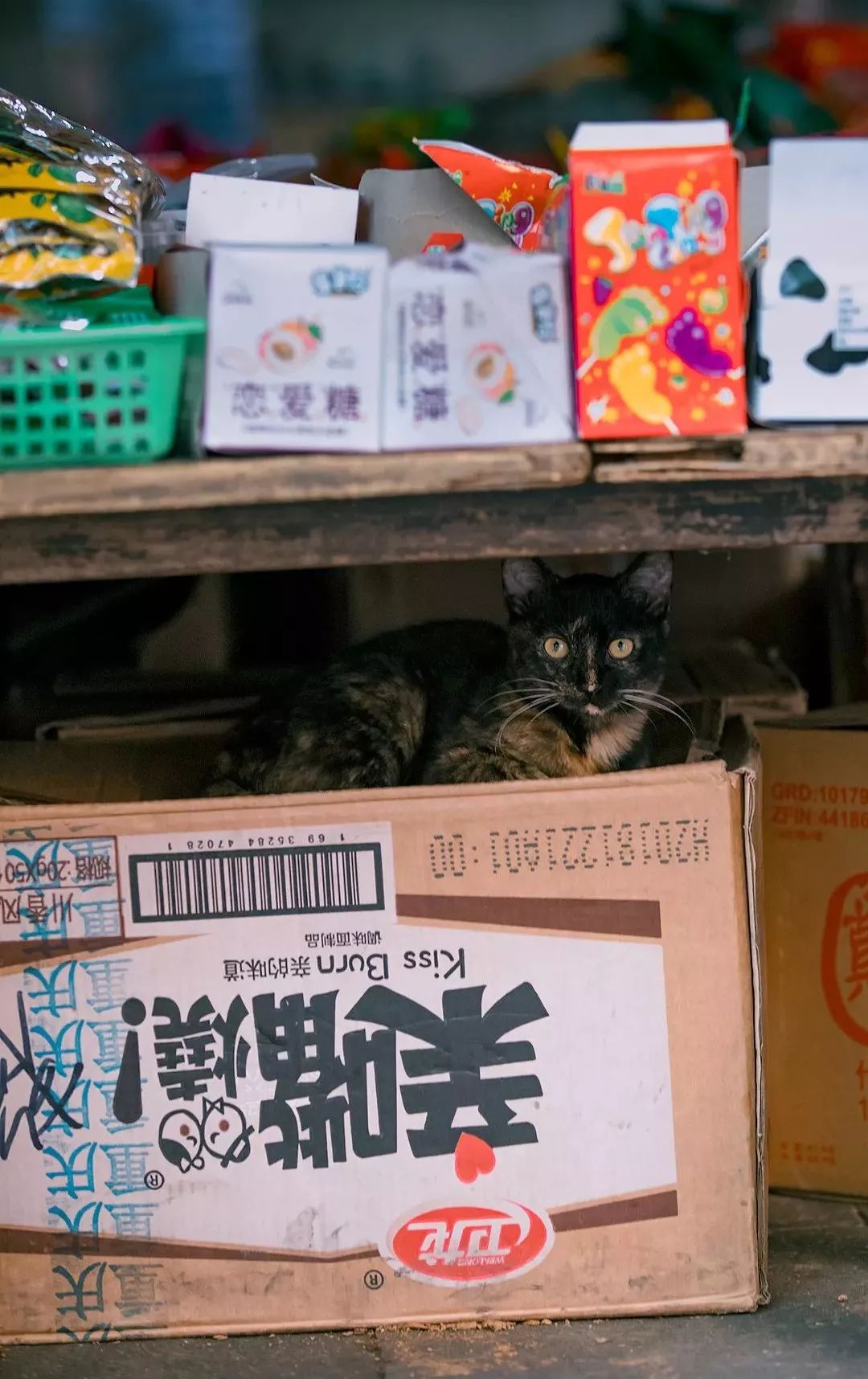 他是中国“拍猫”第一人!6年走遍全国,拍下40000多张“猫片”