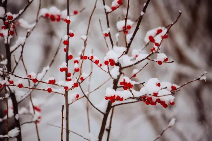 诗词丨惟愿化作一片雪,不负今生不负冬