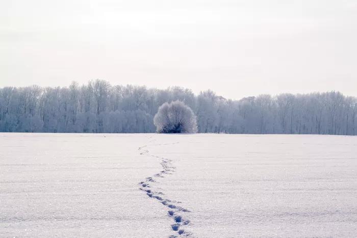 诗词丨惟愿化作一片雪,不负今生不负冬
