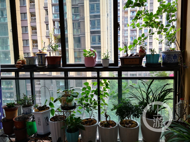 花誓静质事叶是你……他们的阳台与庭院写满“我爱你”