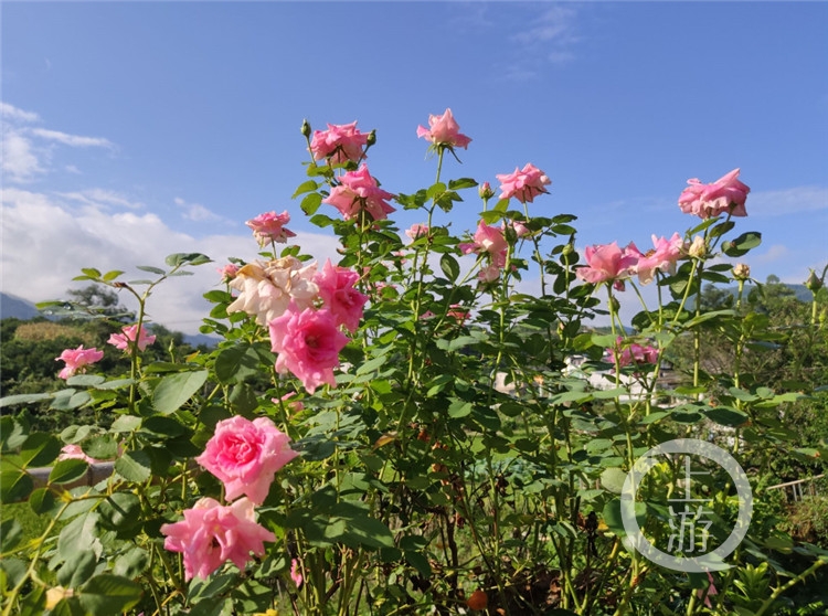 花誓静质事叶是你……他们的阳台与庭院写满“我爱你”