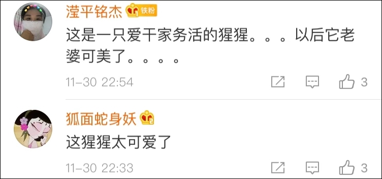 重庆一黑猩猩爱上洗衣服:无师自通,动作娴熟,十分兴奋