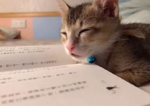 搞笑gif动图:现在的妹子,为什么有衣服不好好的穿呢?非要斜着穿