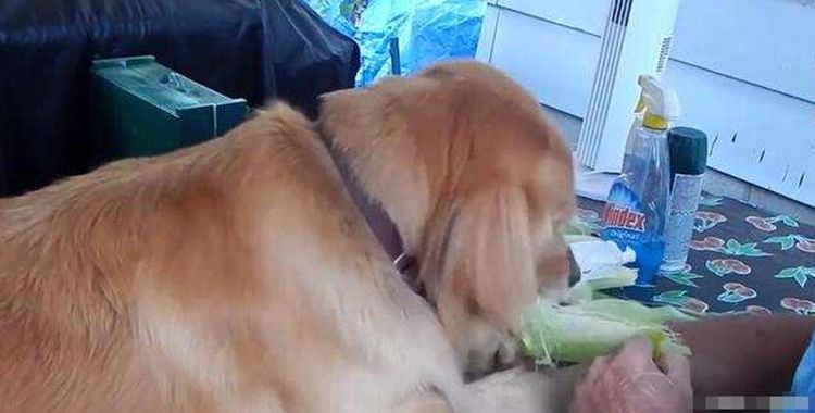 看到主人费力剥玉米,金毛犬竟做出这反应,网友看了直呼暖心
