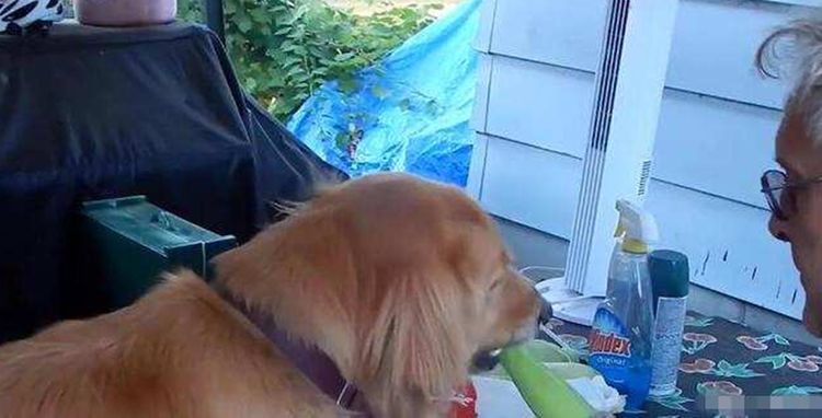看到主人费力剥玉米,金毛犬竟做出这反应,网友看了直呼暖心