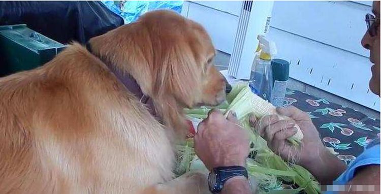 看到主人费力剥玉米,金毛犬竟做出这反应,网友看了直呼暖心