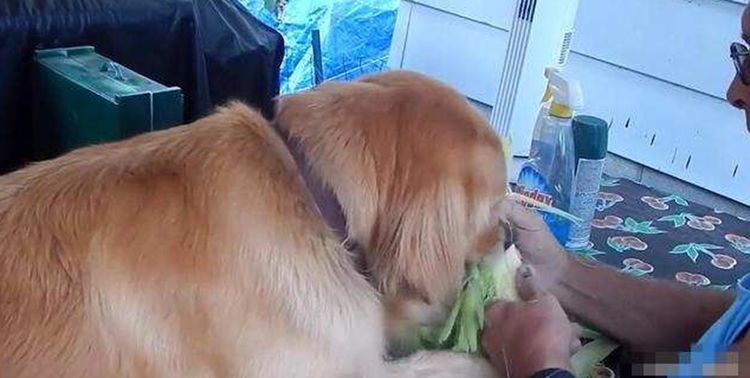 看到主人费力剥玉米,金毛犬竟做出这反应,网友看了直呼暖心