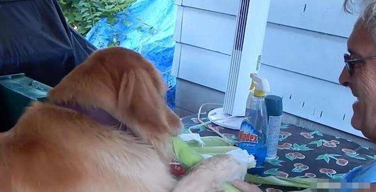 看到主人费力剥玉米,金毛犬竟做出这反应,网友看了直呼暖心