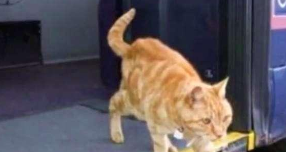 暖心!橘猫独自坐了5年公交,司机看猫咪迟到还会等几分钟