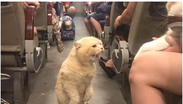 小主子把猫咪的座位抢了,猫咪站起来破口大骂,众人看的笑喷