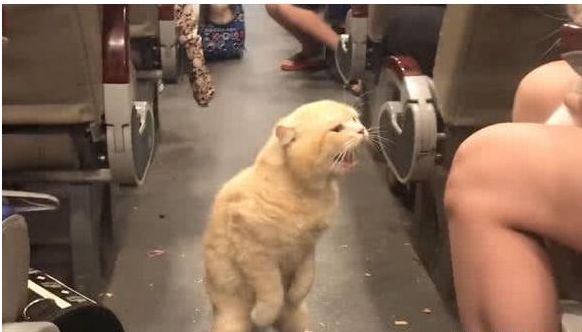 小主子把猫咪的座位抢了,猫咪站起来破口大骂,众人看的笑喷