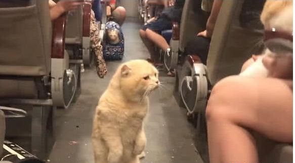 小主子把猫咪的座位抢了,猫咪站起来破口大骂,众人看的笑喷