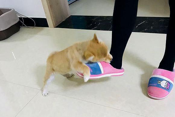 女主不让柴犬睡垃圾桶,它咬了女主一口,结果被男主追着揍