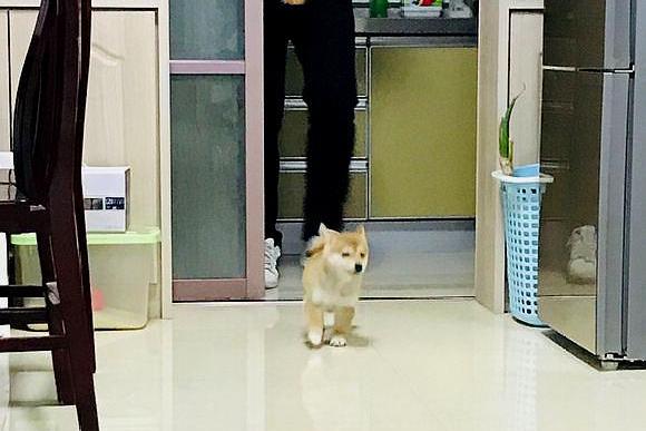 女主不让柴犬睡垃圾桶,它咬了女主一口,结果被男主追着揍