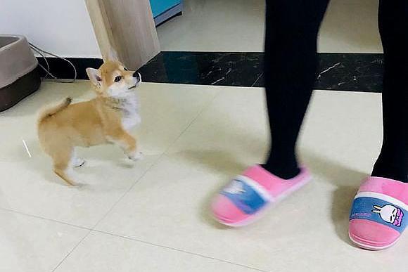 女主不让柴犬睡垃圾桶,它咬了女主一口,结果被男主追着揍