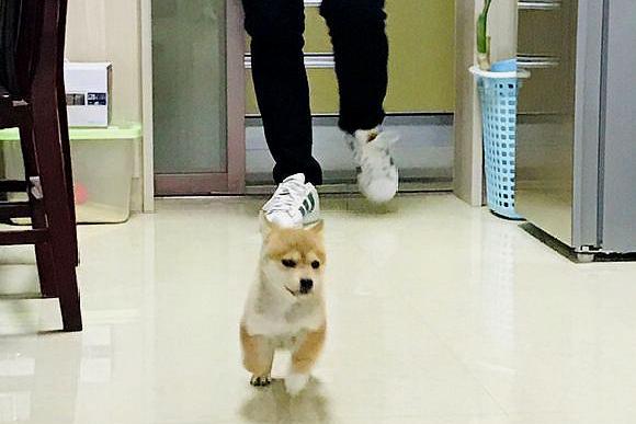 女主不让柴犬睡垃圾桶,它咬了女主一口,结果被男主追着揍