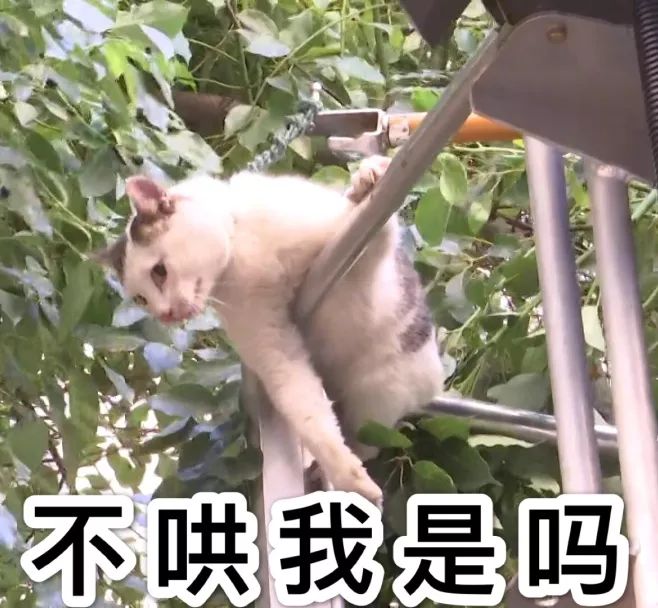 哈哈哈…为救被困树上的猫,无锡这个小区的居民也是很拼了