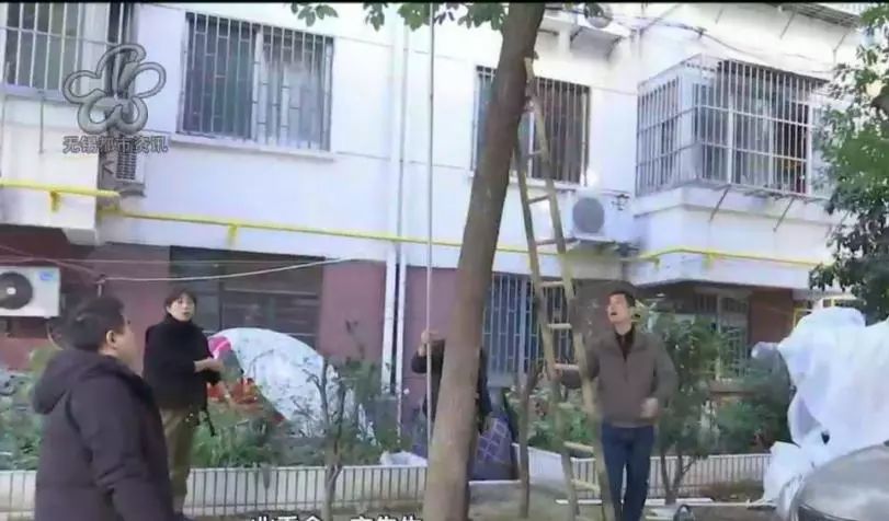 哈哈哈…为救被困树上的猫,无锡这个小区的居民也是很拼了