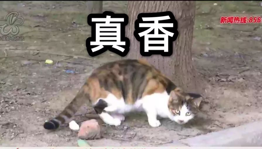 哈哈哈…为救被困树上的猫,无锡这个小区的居民也是很拼了