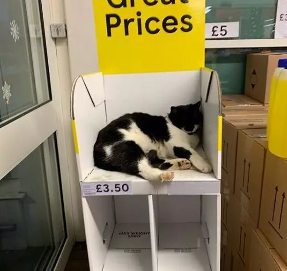 猫猫每天离家出走一次,到了晚上又气呼呼地滚回来…原因笑尿!