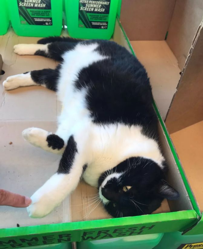 猫猫每天离家出走一次,到了晚上又气呼呼地滚回来…原因笑尿!