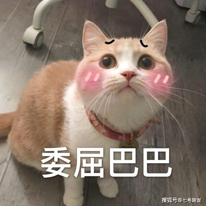 女子抱回家一只猫,邻居却经常听到奇怪叫声,打开门后心如绞痛!