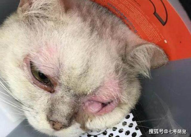 女子抱回家一只猫,邻居却经常听到奇怪叫声,打开门后心如绞痛!