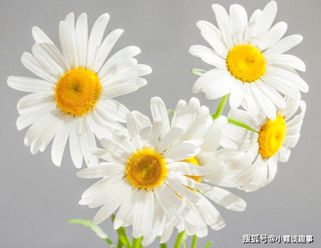 有一种爱,见与不见都会想念