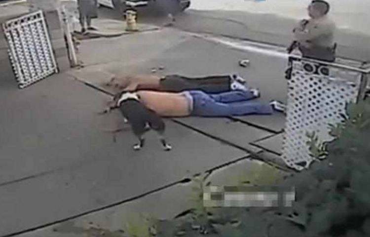 两大汉打架,爱犬发现主人被揍,竟舔男子的脸干扰他!