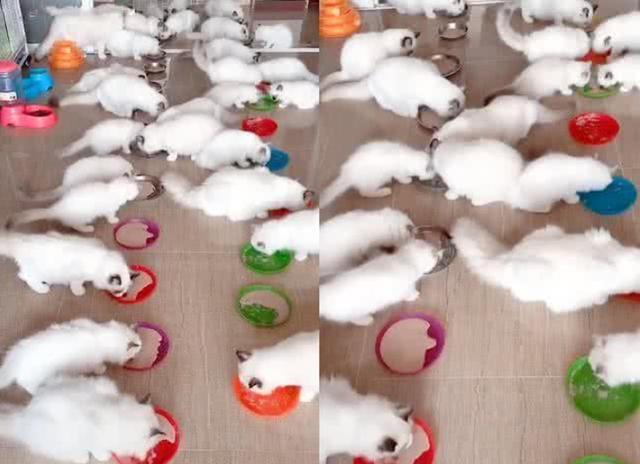 家中无公猫,母猫却怀孕,小猫出生主人乐坏:10万都不卖