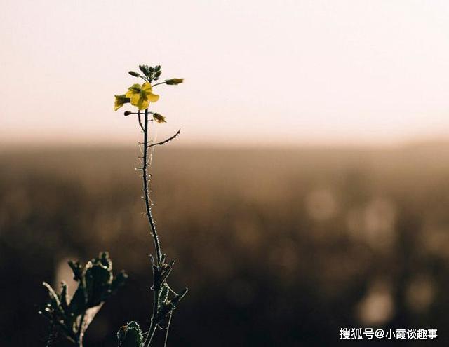 有一种爱,见与不见都会想念