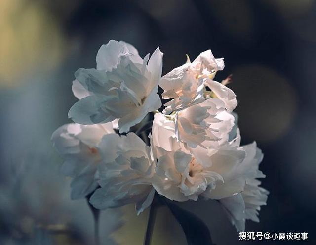 有一种爱,见与不见都会想念