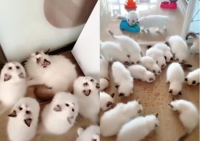 家中无公猫,母猫却怀孕,小猫出生主人乐坏:10万都不卖