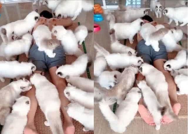 家中无公猫,母猫却怀孕,小猫出生主人乐坏:10万都不卖