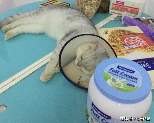 女子抱回家一只猫,邻居却经常听到奇怪叫声,打开门后心如绞痛!