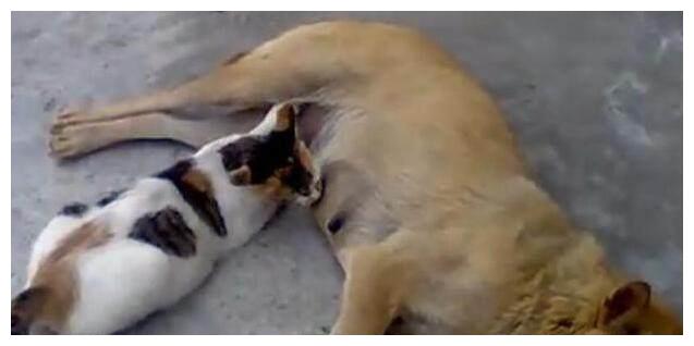 怀孕猫咪竟偷喝怀孕狗狗的奶水,狗狗最后这个动作让人哭笑不得!