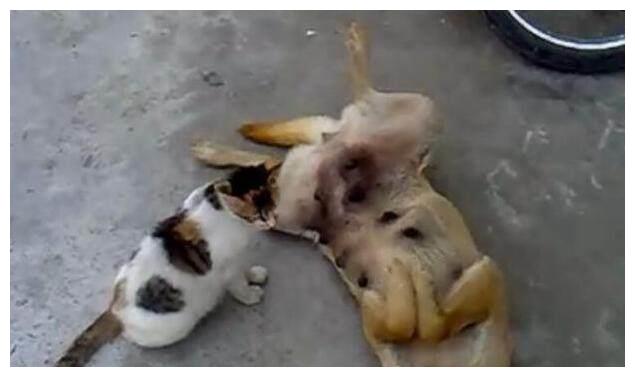 怀孕猫咪竟偷喝怀孕狗狗的奶水,狗狗最后这个动作让人哭笑不得!