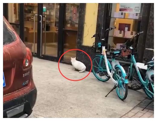流浪猫来要饭,但饭店停业,看到它的体型后:饿3天都没事