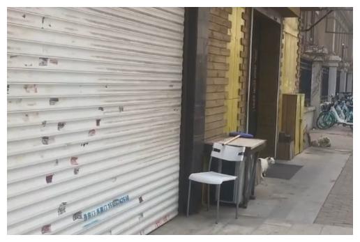 流浪猫来要饭,但饭店停业,看到它的体型后:饿3天都没事