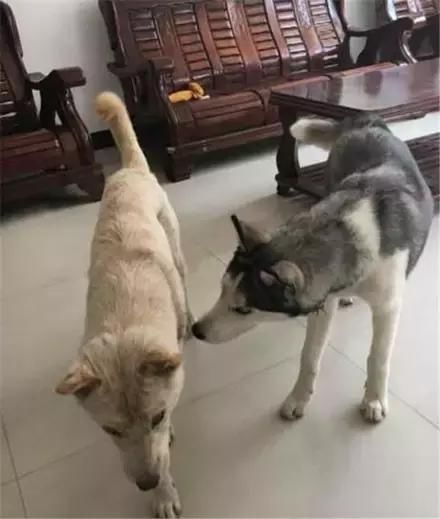 狗狗带它对象回家,主人:来见丈母娘,竟然空着手
