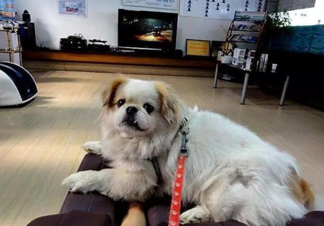 狗狗为什么喜欢趴在主人的鞋子上?原因有5个,看完让人内疚