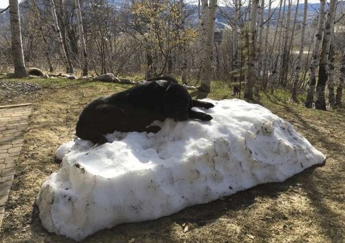 黑狗整天盯着家中仅剩的一块雪堆,雪融了之后它的心也碎了