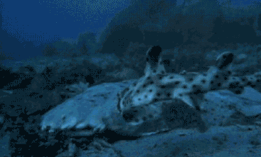 搞笑GIF:妹子,你这样上房子追男朋友,可把他乐坏了!
