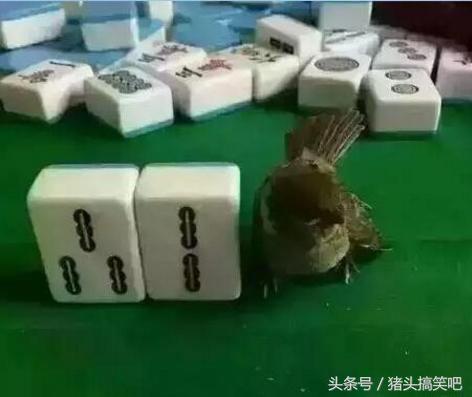 搞笑GIF:妹子,你这样上房子追男朋友,可把他乐坏了!