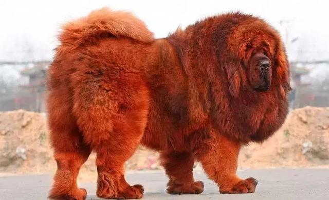 一种最会看家的汪星人都有哪些?比特犬六亲不认,最后养不起