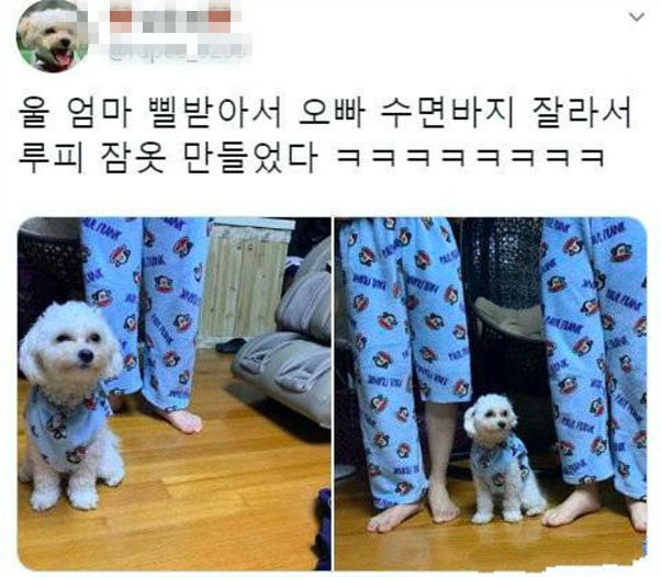 小伙换睡衣发现裤腿少了一截,看到狗顿时苦笑:家庭地位一目了然