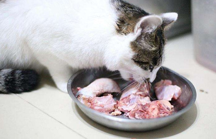 生骨肉喂养,到底是一种追求自然的喂食方法,还是只是追求铲屎官的满足感?
