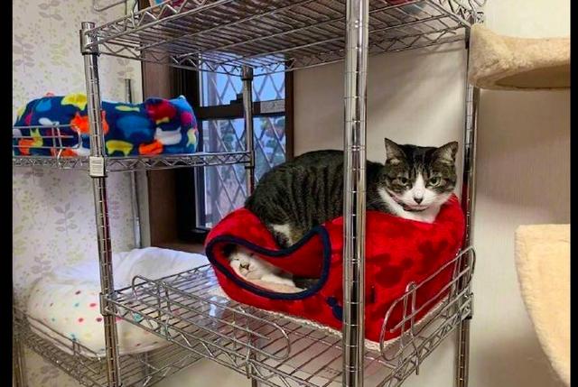 猫咪总喜欢睡在同伴的窝顶上,里面的猫:夹缝中生存,我太难了!